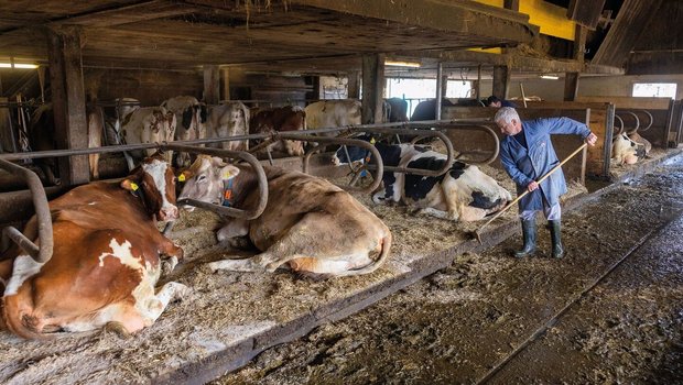 Die Stallarbeit erledigen Jean-Jacques Duperrex (vorne) und sein Sohn Serge (hinten, verdeckt) gemeinsam. Jeden Morgen putzen sie zuerst die Kalk-Stroh-Matratze, bevor der Mistschieber gestartet wird.