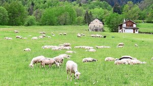 Schafe auf der Weide Weisse Schafe weiden und liegen im Gras.