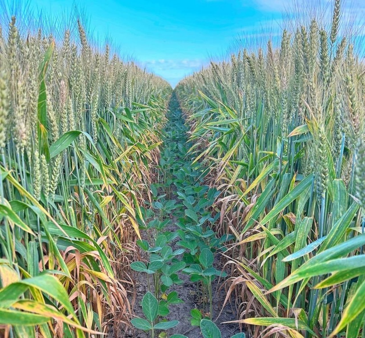 Reto Minder hat beobachtet, dass der Weizen im Staffelkulturanbau trotz Trockenheit immer noch grüner ist als in Reinkultur. Grund dafür könnte die geringere Pflanzendichte und Stickstoffdynamik sein.