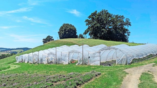 Gemüsetunnels auf dem Betrieb Isehuet in Altbüron. Solch temporärer Witterungsschutz darf sechs Monate pro Jahr bewilligungsfrei stehen. 