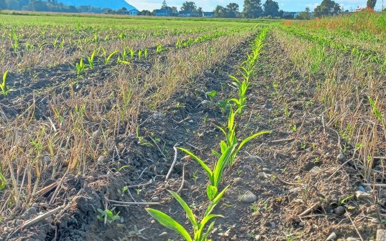 Die Streifenfrässaat begünstigt andere Unkräuter als der Pflug, weshalb dies bei der Planung berücksichtigt werden muss.