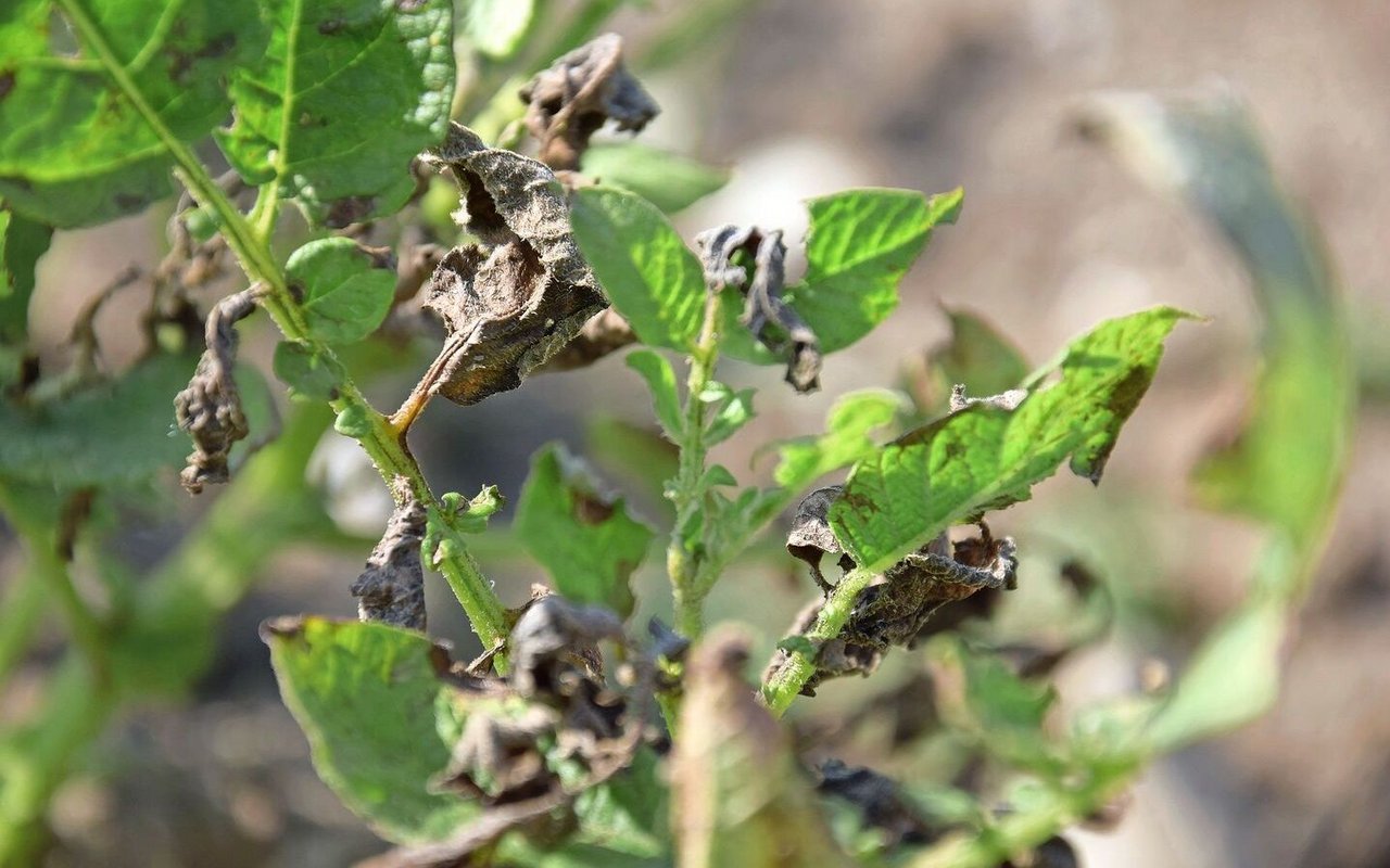 In Zukunft sollen in der Schweiz vermehrt Kartoffelsorten angebaut werden, die unter anderem robust gegen die Krautfäule sein sollen. 