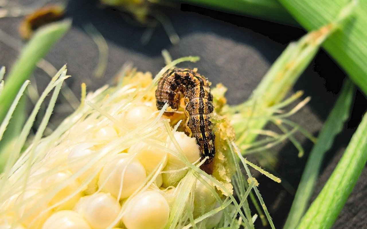 Der Baumwollkapselwurm kann auch Mais befallen, ist aber nicht so einfach mit Trichogramma bekämpfbar wie der Maiszünsler.