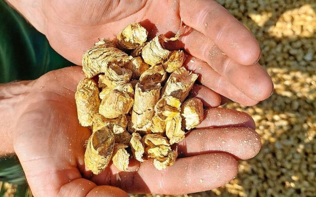 Die Strukturpellets aus der Krone Premos 5000 sind mit 16 mm Durchmesser doppelt so gross wie herkömmliche Strohpellets.