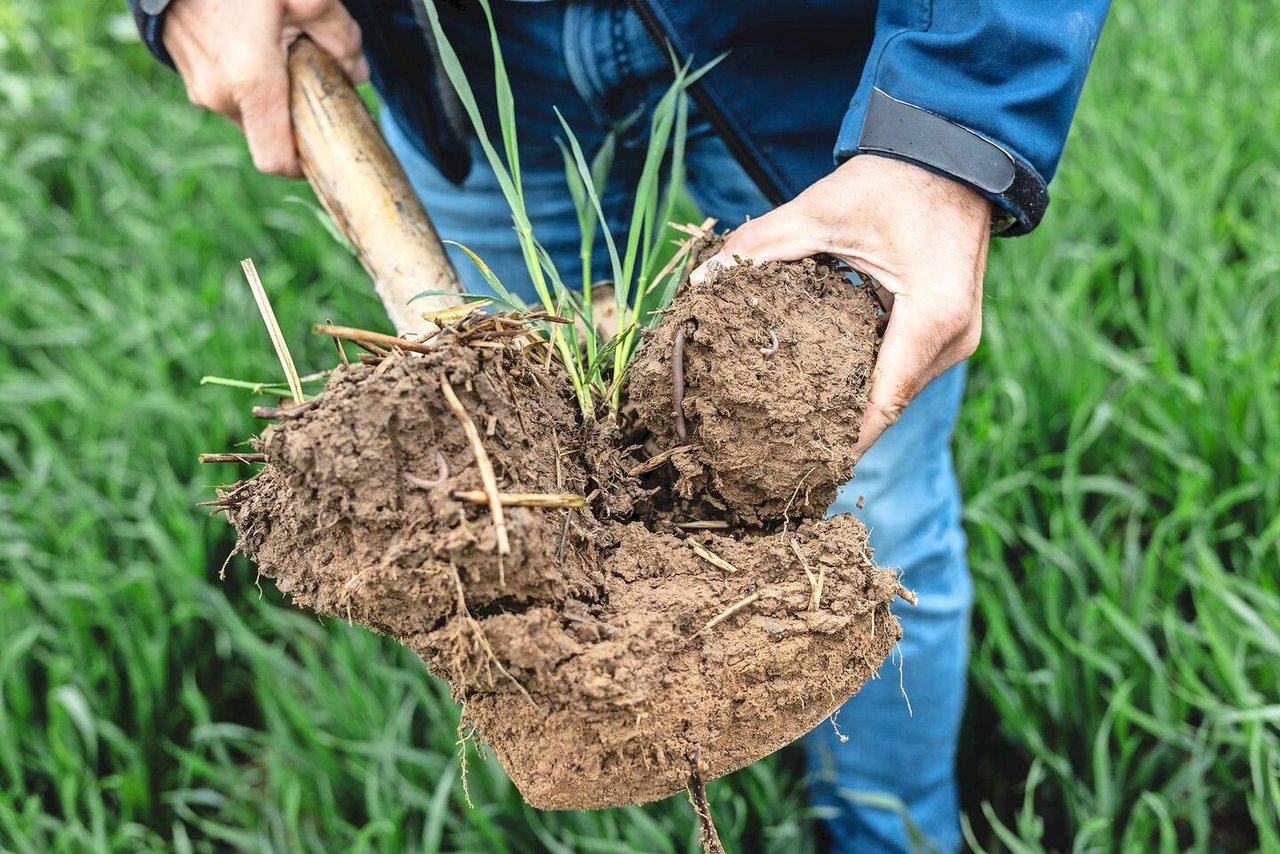 Stabile Struktur, Regenwürmer, gut durchwurzelbar, gutes Wasserspeichervermögen: So sieht ein aktiver Boden aus.