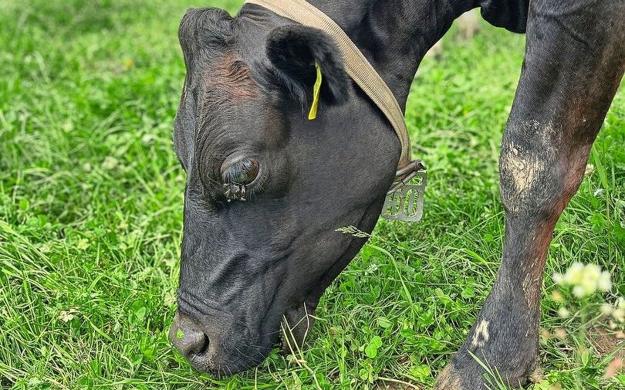 Eine schwarze Kuh frisst Gras auf der Weide. Um ihr Auge hat es Fliegen.