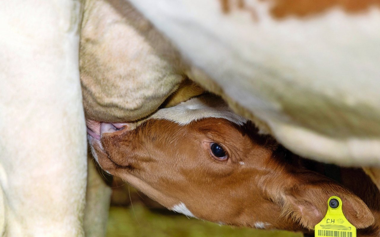 Seit die Kälber auf dem Biohof Meier ammengebunden aufgezogen werden, hat sich die Tiergesundheit (vor allem Probleme mit Durchfall) verbessert.