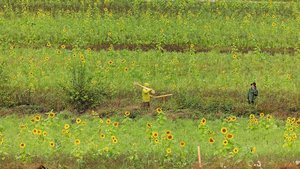 Marc Frühauf hat bereits streifenförmige Acker-BFF zwischen den Flächen angelegt, mit der Idee, Erosion zu vermindern und Wasser zu speichern. Jetzt sollen hier Keylines mit Agroforst entstehen.
