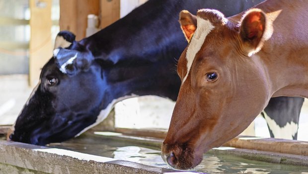 Die Sicherstellung einer konstanten und leicht zugänglichen Wasserversorgung ist eine wichtige Massnahme, um Hitzestress vorzubeugen.